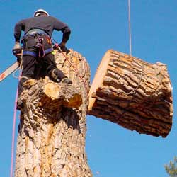 Tree Removal 