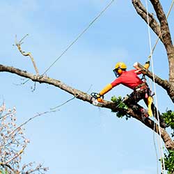 Tree trimming 