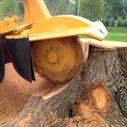 Stump Grinding